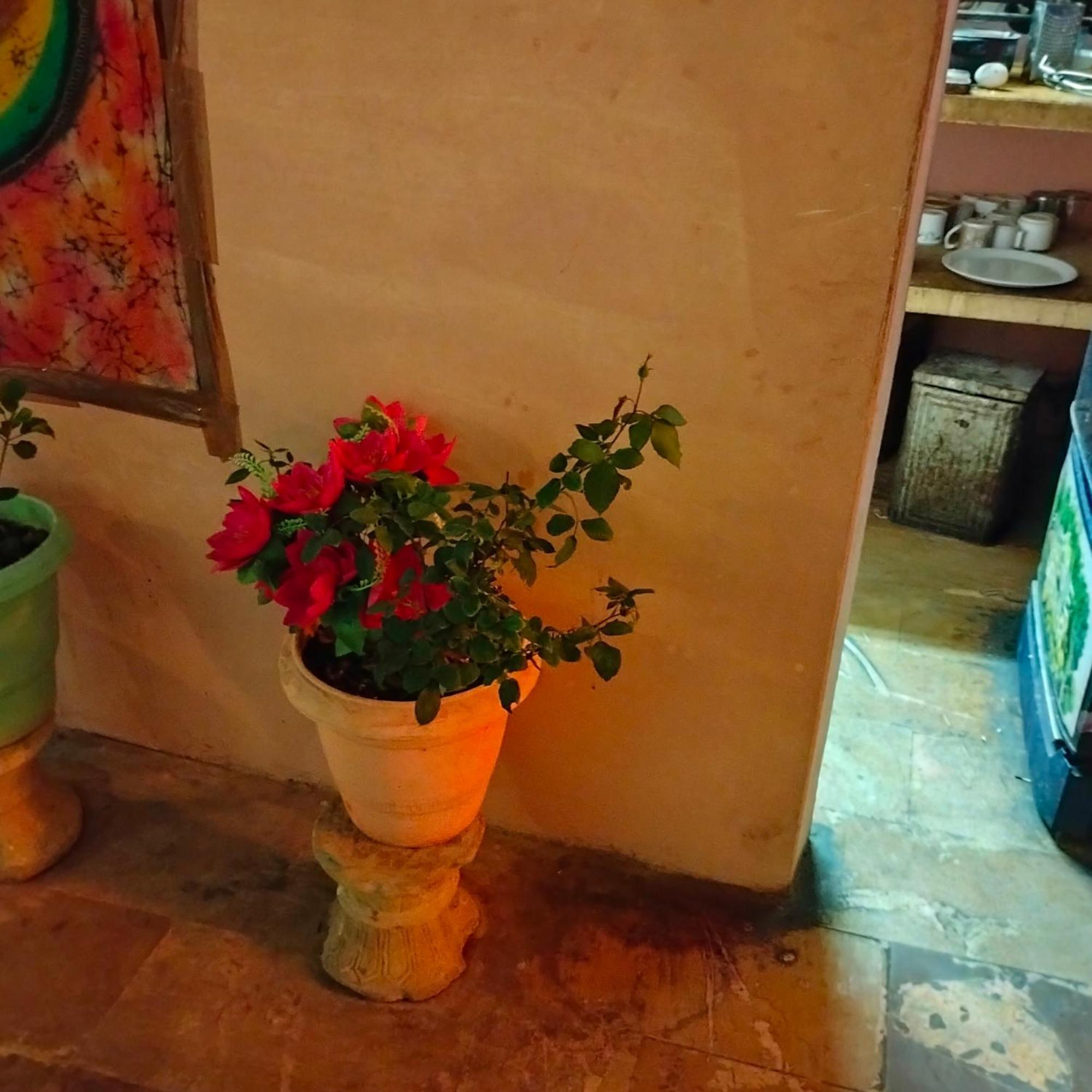 Hostel Desert Home Stay Jaisalmer Zewnętrze zdjęcie